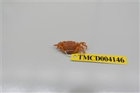 藏品(絨毛近方蟹)的圖片